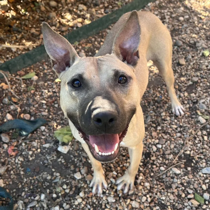 An adult medium-sized female Yellow / Tan / Blond / Fawn Mixed Breed dog named Ambrosia for adoption in Columbus, GA