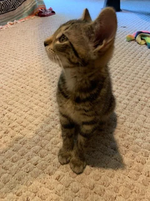A baby medium-sized female Domestic Short Hair cat named Tiny for adoption in Pawtucket, RI