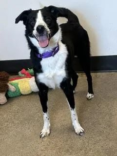 A young medium-sized male Black Border Collie dog named Sea Lion for adoption in Cleveland, OH