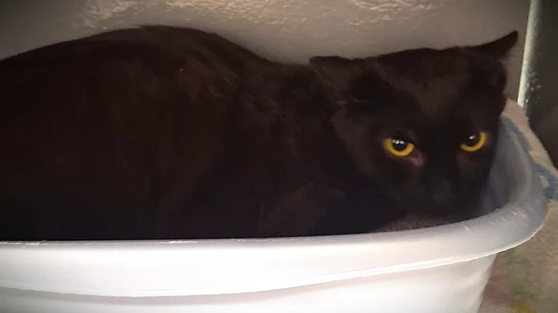 A baby small-sized male Domestic Short Hair cat named Archer @ Petsmart Mankato for adoption in Mankato, MN