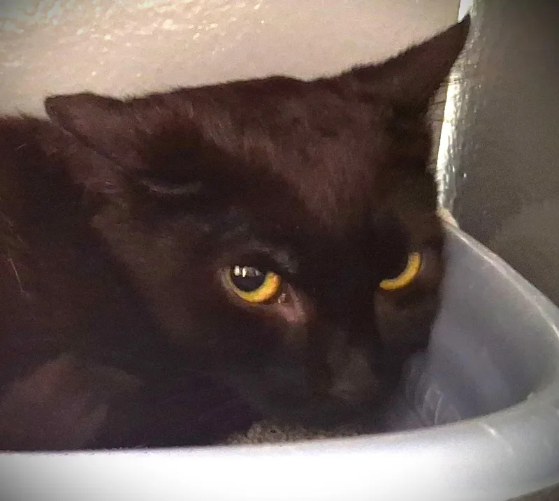 Archer @ Petsmart Mankato thumbnail 2