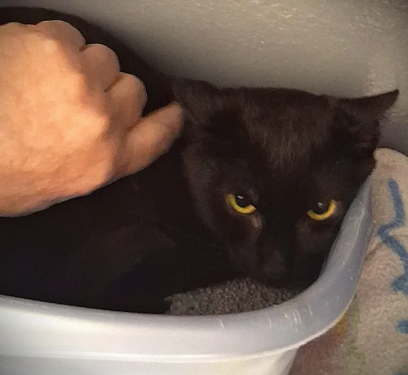 Archer @ Petsmart Mankato thumbnail 4