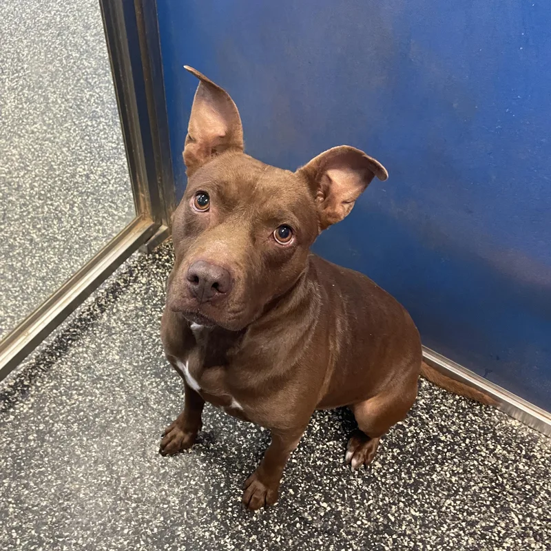 A young medium-sized female Brown / Chocolate American Staffordshire Terrier dog named Nipsy for adoption in McKenzie, TN