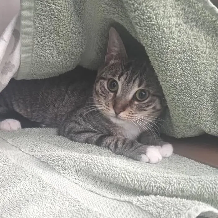 A young medium-sized female Domestic Short Hair cat named Cady for adoption in Portage, MI