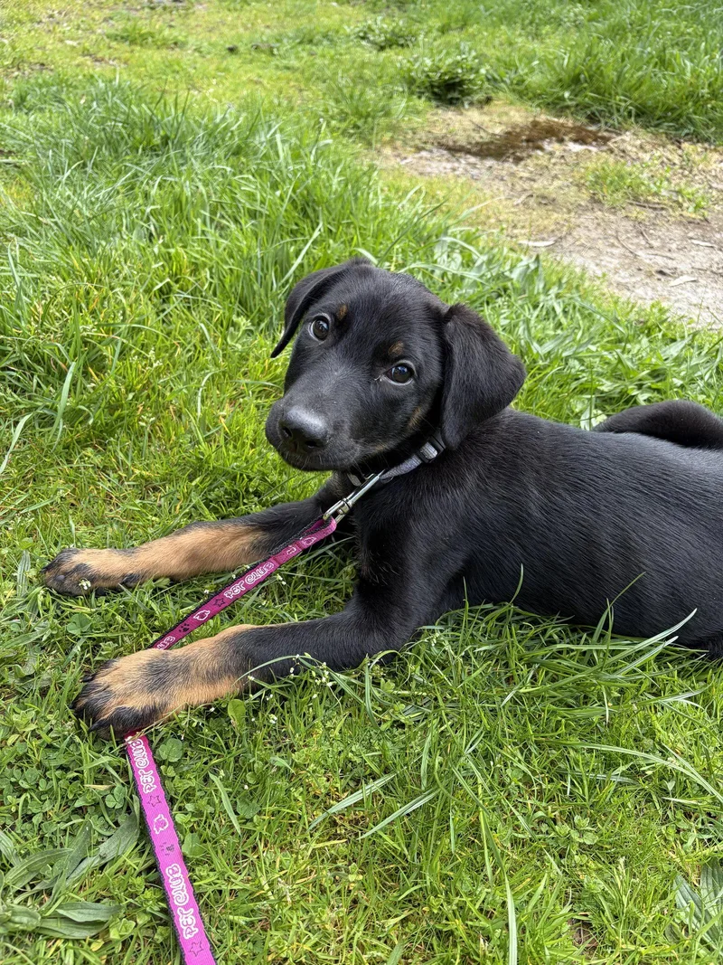 A baby large-sized female Doberman Pinscher dog named Vicky for adoption in Bothell, WA
