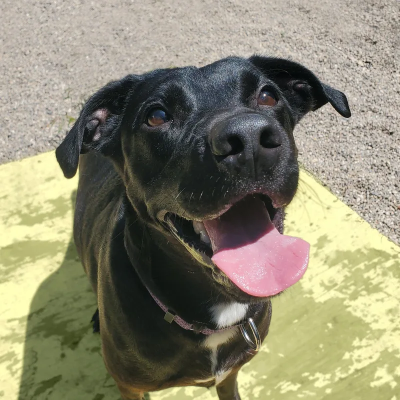 A young medium-sized male Black Labrador Retriever dog named Milo for adoption in Marseilles, IL