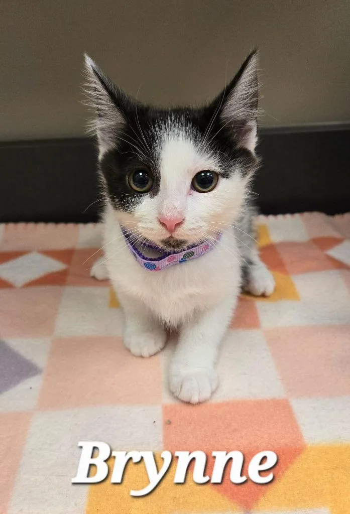A baby small-sized female Domestic Medium Hair cat named Brynne for adoption in Sidney, OH