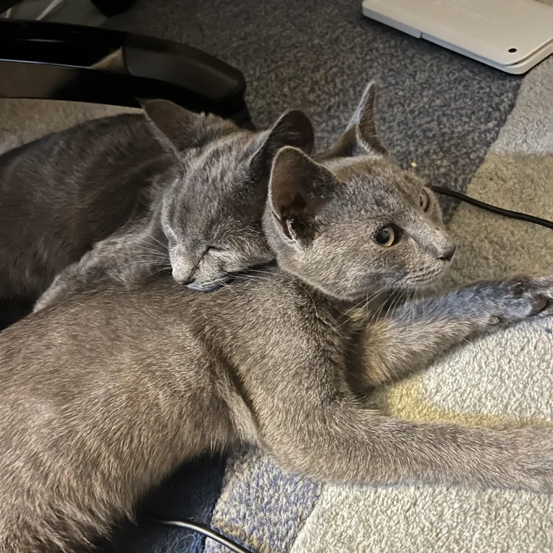 A baby small-sized male American Shorthair cat named Thali for adoption in Highland Park, NJ