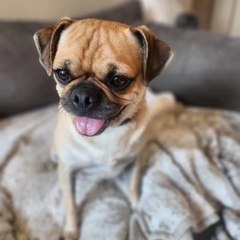 Pugsley