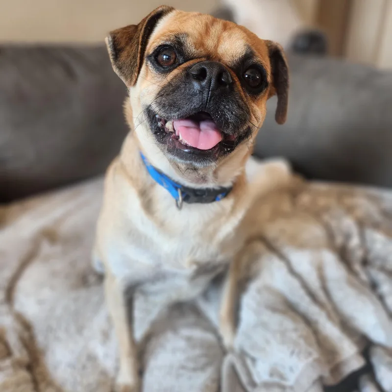 Pugsley thumbnail 3