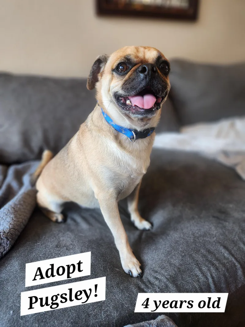 Pugsley thumbnail 4