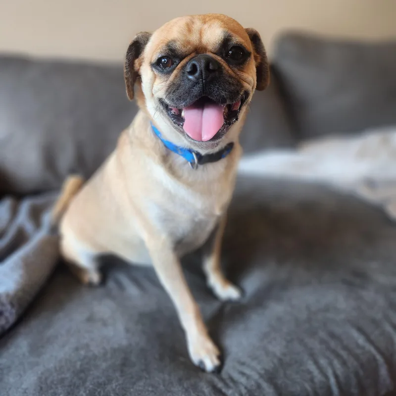 Pugsley thumbnail 5