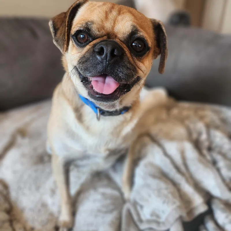 Pugsley thumbnail 6