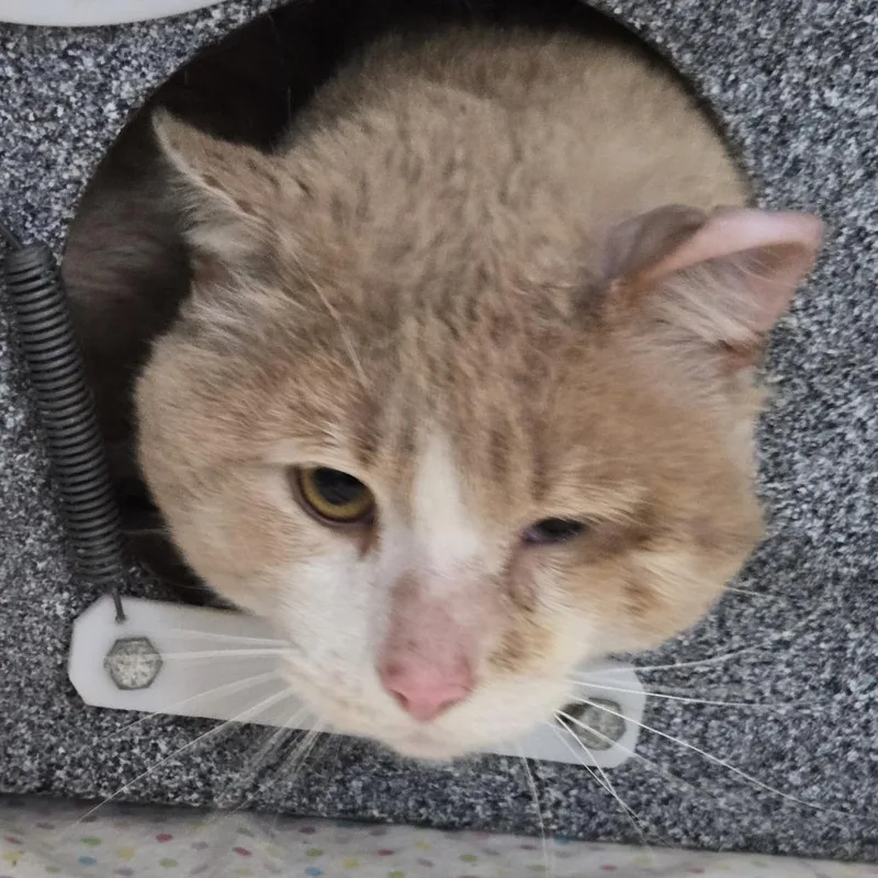 An adult large-sized male Orange / Red Domestic Short Hair cat named Dimitri for adoption in Newark, NJ