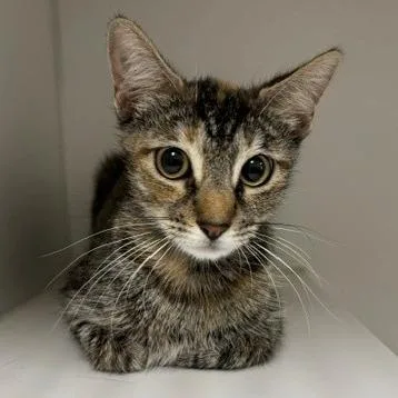 An adult medium-sized female Brown / Chocolate Domestic Short Hair cat named Teah for adoption in Hawthorne, CA