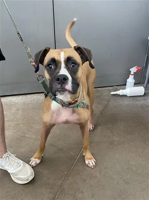 An adult large-sized male Mixed Breed dog named Ralph for adoption in Dallas, TX