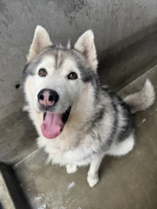 An adult large-sized male Husky dog named Hudson for adoption in Los Angeles, CA
