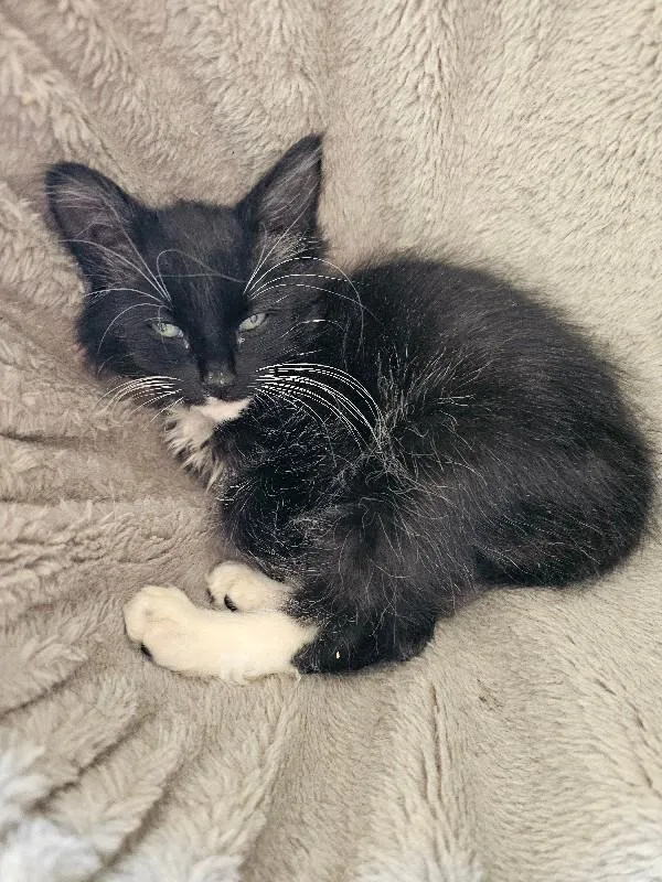 A baby medium-sized female Domestic Short Hair cat named Murder Mittens for adoption in Kennewick, WA