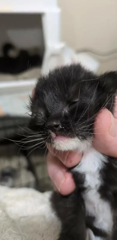 Murder Mittens thumbnail 2