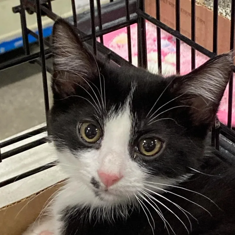 A baby small-sized male Black Domestic Short Hair cat named Mr Freckle for adoption in Springfield, IL