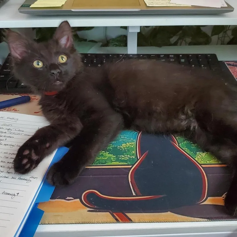 A baby small-sized male Black Domestic Short Hair cat named Jack Benny for adoption in Richmond, VA