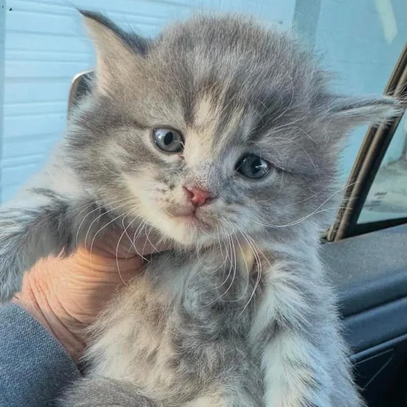 A baby small-sized male Gray / Blue / Silver Domestic Medium Hair cat named Ashe for adoption in Troy, IL