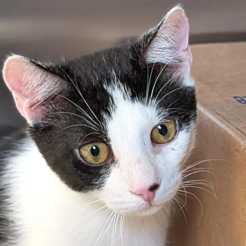 A baby medium-sized male Black & White / Tuxedo Domestic Short Hair cat named Ashton Fox for adoption in Jefferson, WI