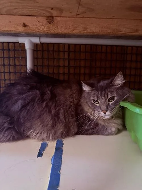 An adult large-sized male Gray / Blue / Silver Maine Coon cat named Rader for adoption in Parlier, CA