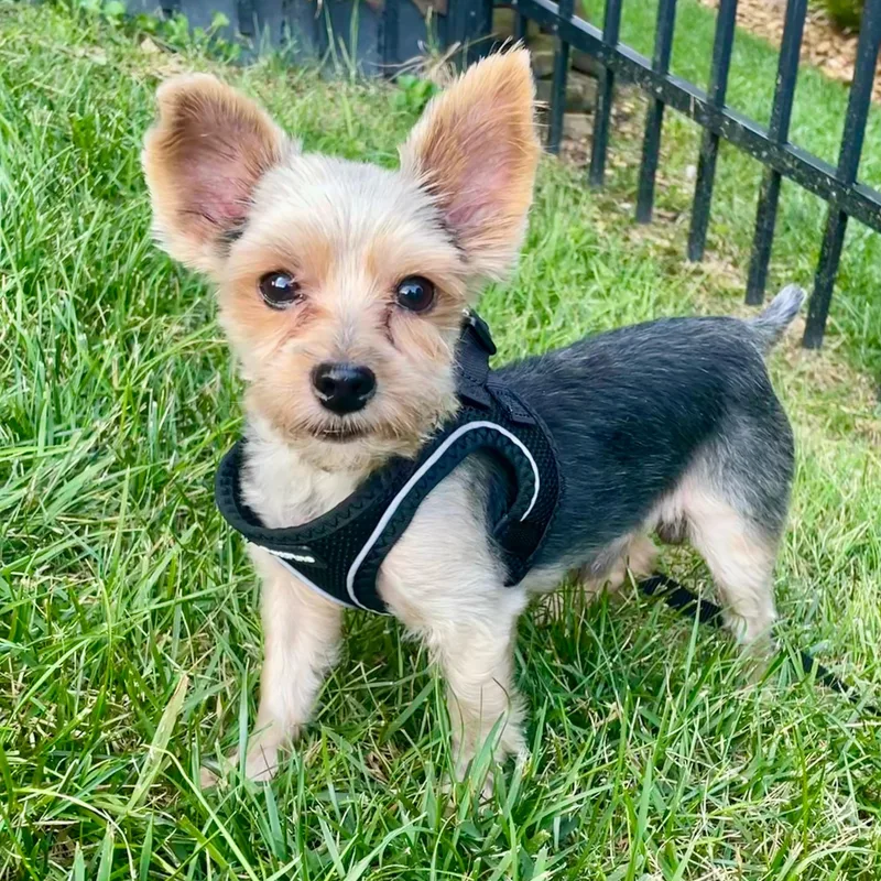 A young small-sized male Yorkshire Terrier dog named Cody for adoption in Albany, NY