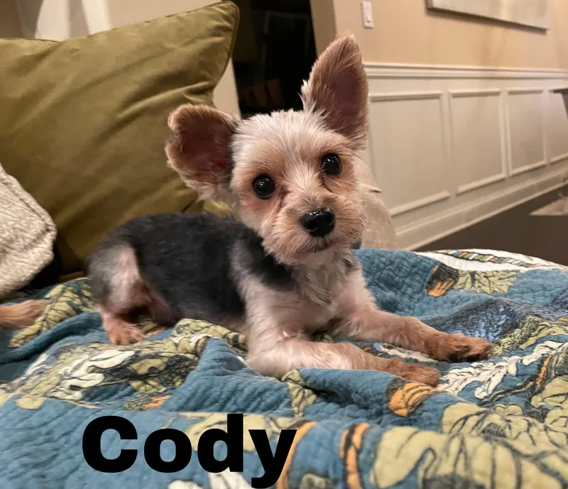 Cody thumbnail 2