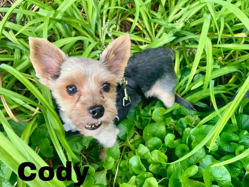 Cody thumbnail 3