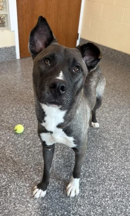 A young large-sized male Belgian Shepherd / Malinois dog named Nikolai for adoption in Westland, MI