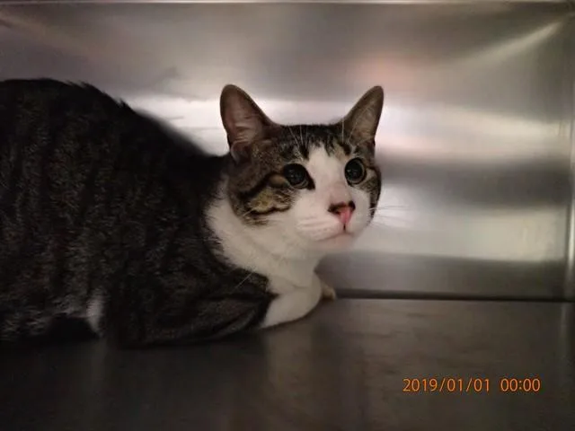 A young large-sized male Domestic Short Hair cat named A for adoption in Saint Peters, MO