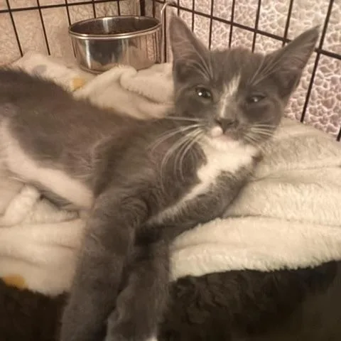 A baby medium-sized female Gray & White Domestic Short Hair cat named Teddy for adoption in Stockton, CA