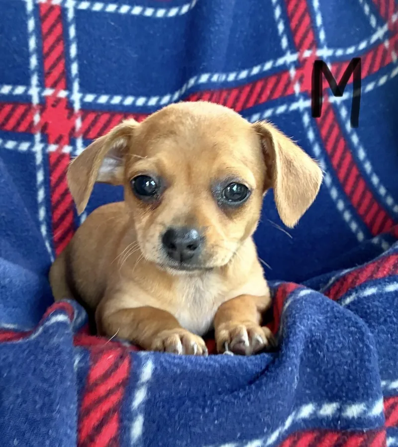 A baby small-sized male Apricot / Beige Miniature Dachshund dog named Larry for adoption in Hamilton , NJ