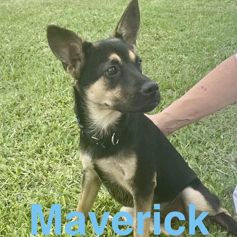 Maverick thumbnail 5
