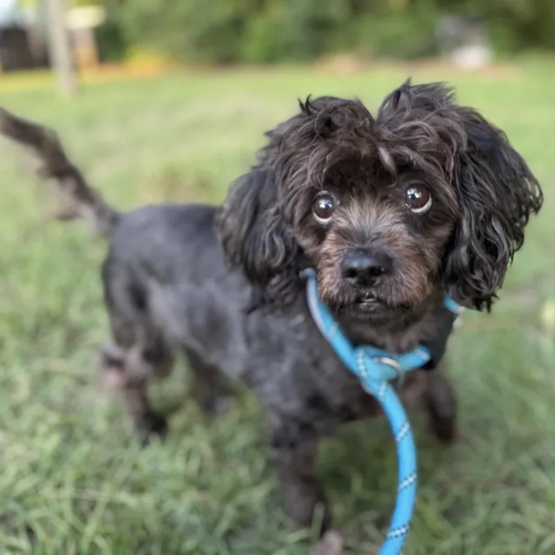 A senior small-sized female Black Shih Tzu dog named Elsa Louise for adoption in Houston, TX