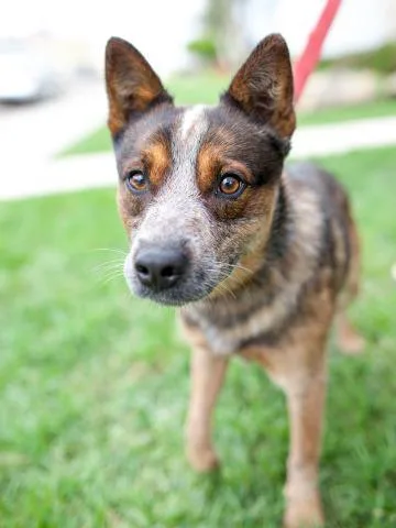 A senior medium-sized male Australian Cattle Dog / Blue Heeler dog named Pryor for adoption in San Diego, CA