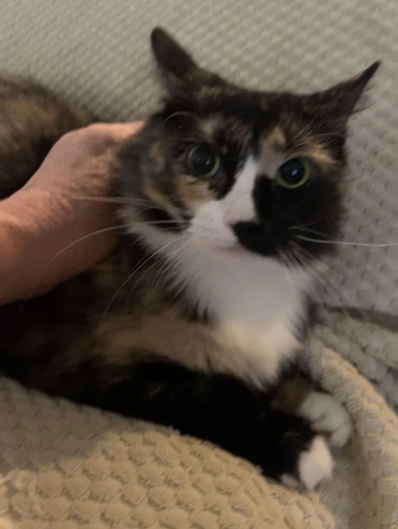 Grizabella thumbnail 2