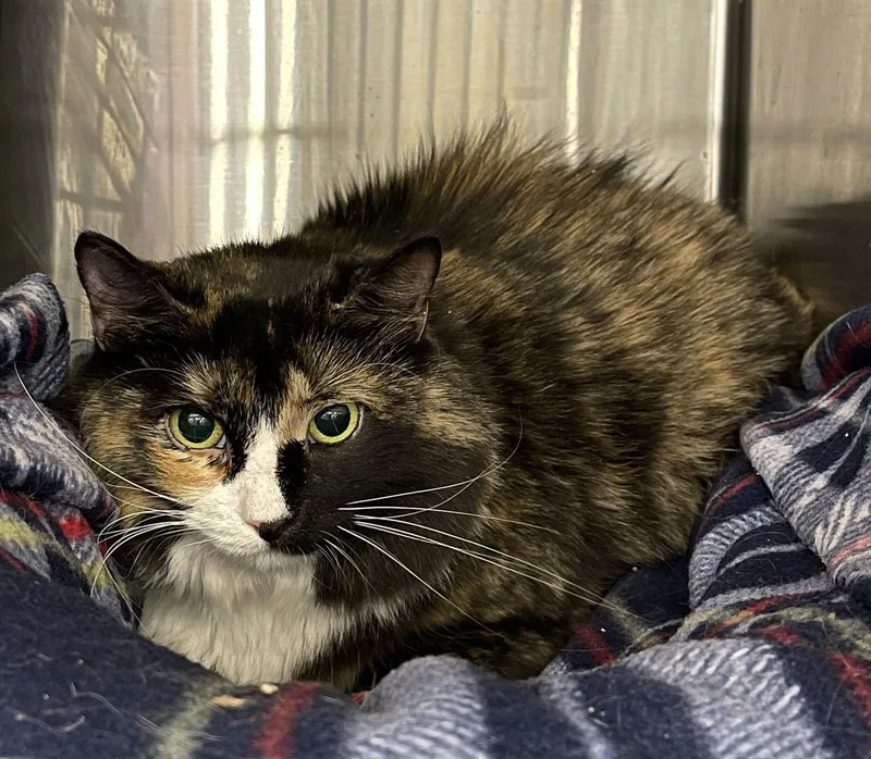 Grizabella thumbnail 3