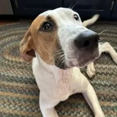 Daphne