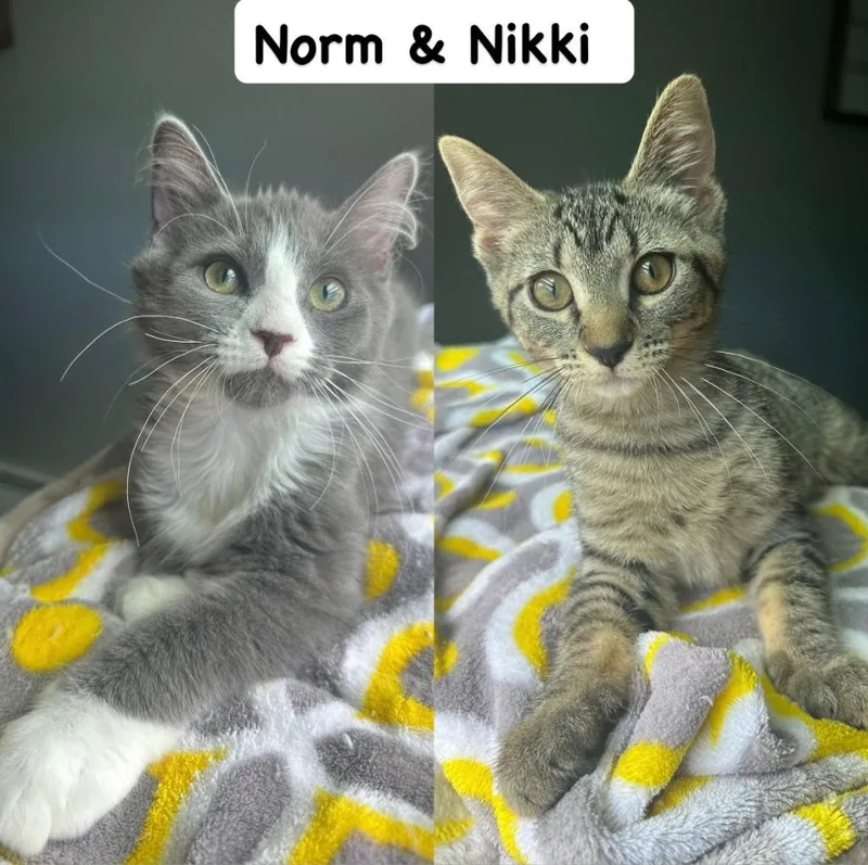 Norm  Nikki