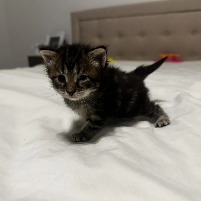 A baby small-sized female Black Domestic Medium Hair cat named Lumen for adoption in St. Louis, MO