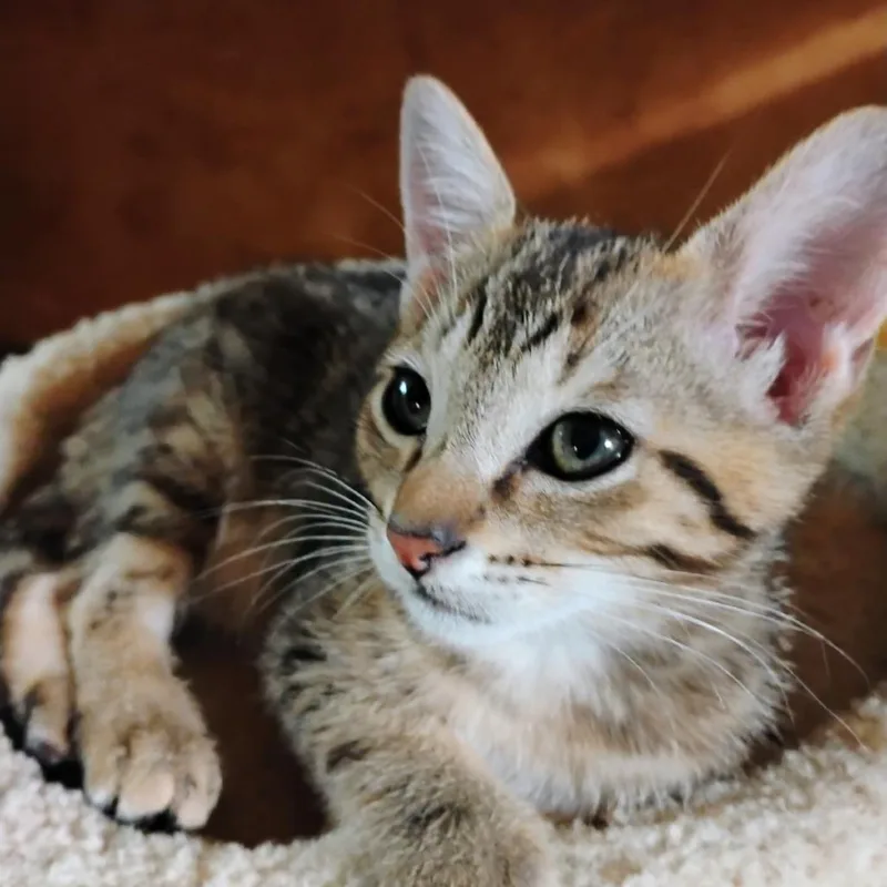 A baby small-sized male Gray / Blue / Silver Domestic Short Hair cat named Henry for adoption in Port Charlotte, FL