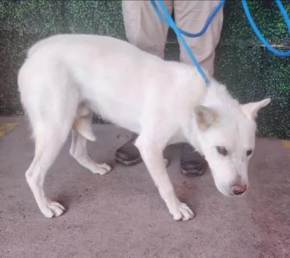 An adult large-sized male White / Cream Shepherd dog named 61011541 for adoption in El Paso, TX