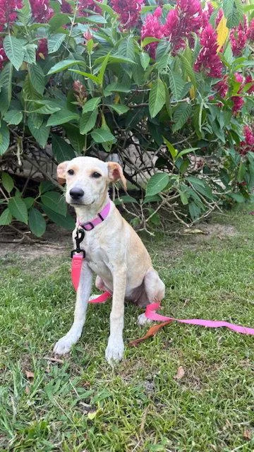A baby medium-sized female Golden Retriever dog named Penny for adoption in Lake Hopatcong, NJ