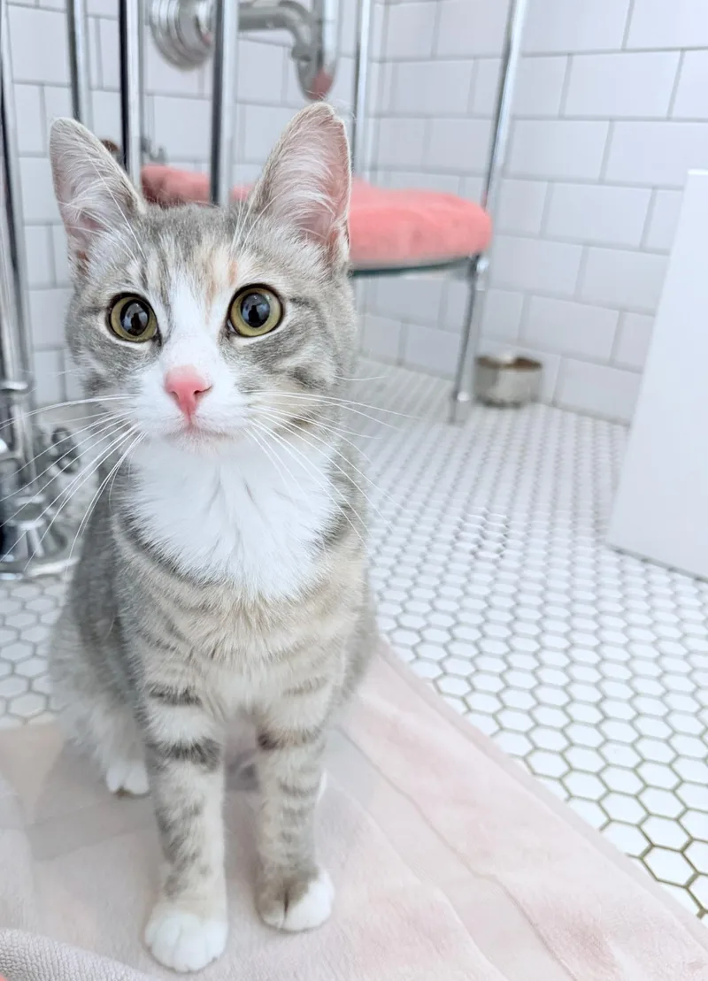 A young medium-sized female Dilute Calico cat named Marmalade for adoption in New Orleans, LA