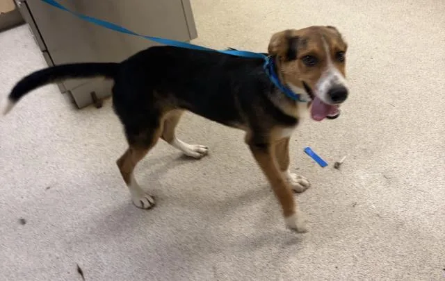 A young small-sized male German Shepherd Dog dog named Ryan for adoption in Riverside, CA
