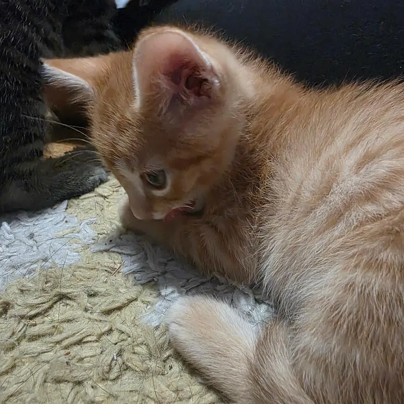 A baby small-sized male Orange / Red Domestic Short Hair cat named Cheeto C for adoption in Princeton, MN
