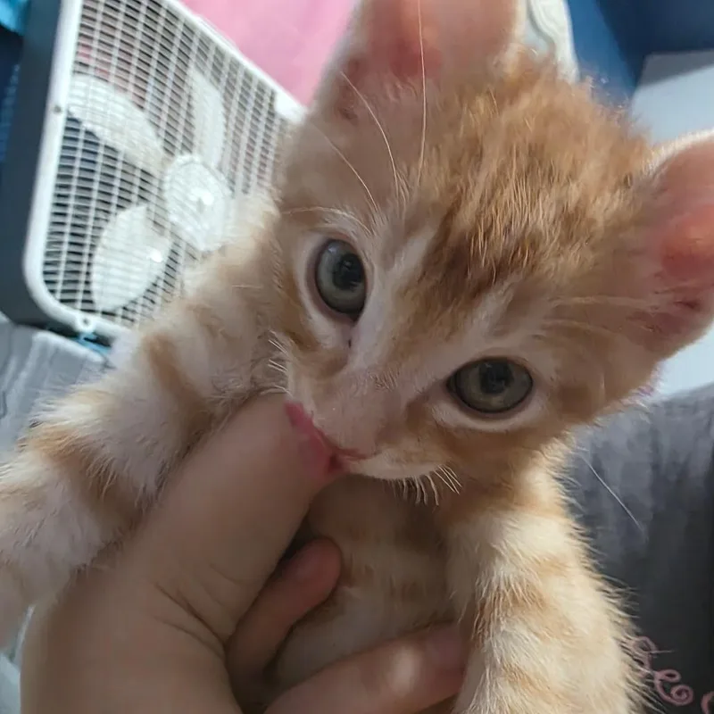 Cheeto C thumbnail 2